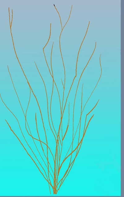 Ocotillo Graphic