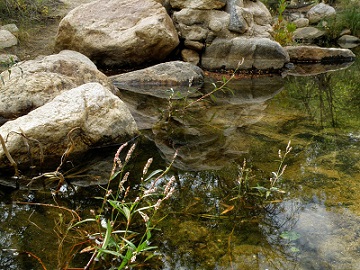 ChuongNature