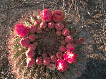 ChuongNature2